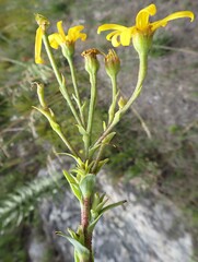 Osteospermum corymbosum