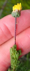 Ursinia paleacea