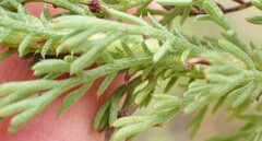 Ursinia paleacea