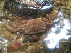 Barytelphusa cunicularis