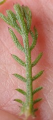 Ursinia paleacea