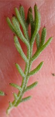 Ursinia paleacea