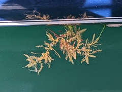 Sargassum