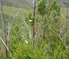 Ursinia paleacea