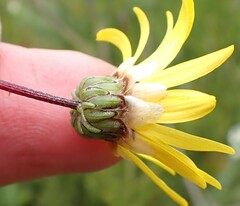 Ursinia paleacea
