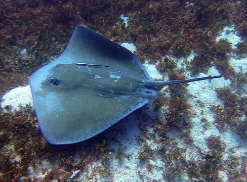Pink Whipray, photo 4 of 10