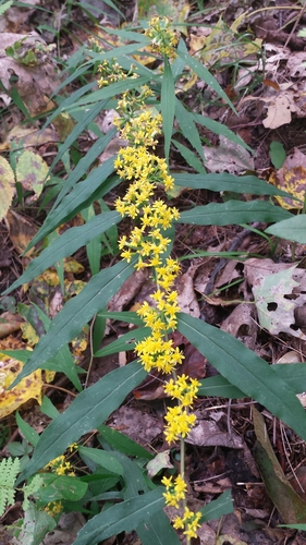 wreath goldenrod (Solidago caesia)