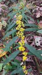 Solidago caesia