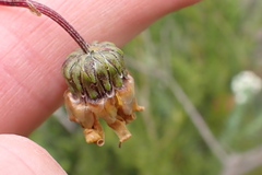 Ursinia paleacea
