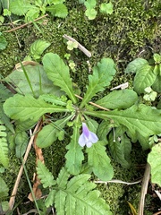Mazus fauriei