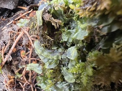 Pallavicinia lyellii