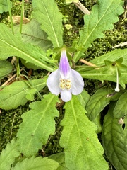 Mazus fauriei