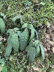 Staurogyne concinnula