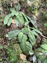 Staurogyne concinnula