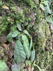 Staurogyne concinnula