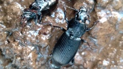 Pterostichus melanarius