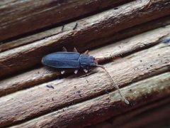 Uleiota planata
