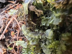 Pallavicinia lyellii