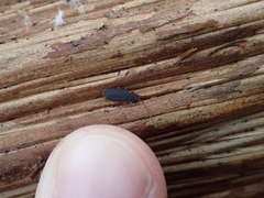 Uleiota planata