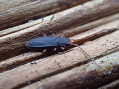 Uleiota planata