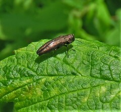 Agrilus cuprescens