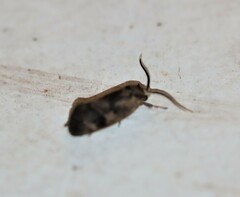 Pycnocera hypoxantha