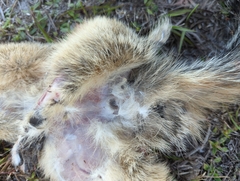 Sciurus niger shermani