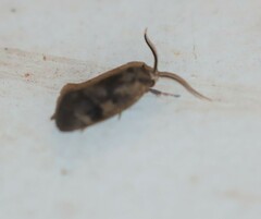 Pycnocera hypoxantha