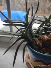 Gasteria carinata