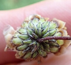 Ursinia paleacea