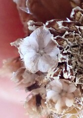 Ursinia paleacea