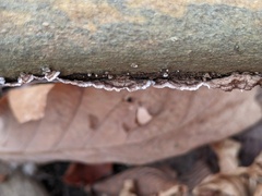 Peniophora albobadia