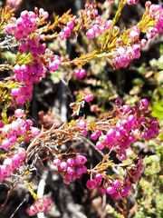 Erica multumbellifera