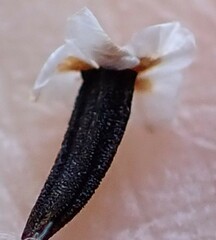 Ursinia paleacea