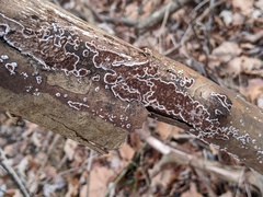 Peniophora albobadia