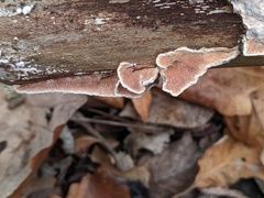 Steccherinum ochraceum