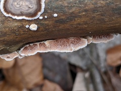 Steccherinum ochraceum