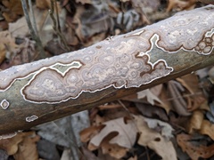 Peniophora albobadia