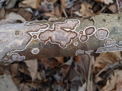 Peniophora albobadia