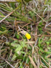 Pinguicula lutea