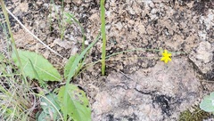 Hypoxis filiformis