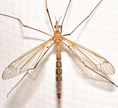Tipula tephrocephala