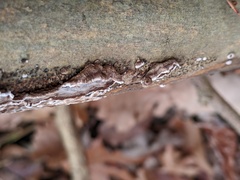 Peniophora albobadia