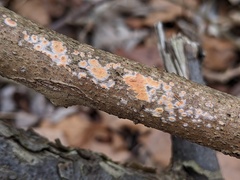 Peniophora incarnata