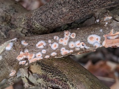 Peniophora incarnata