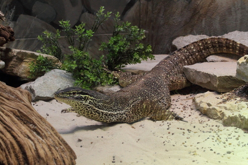 Horn's monitor