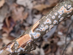 Peniophora incarnata