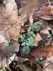 Corydalis