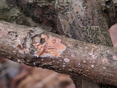 Peniophora incarnata