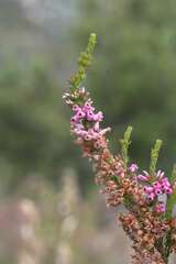 Erica daphniflora